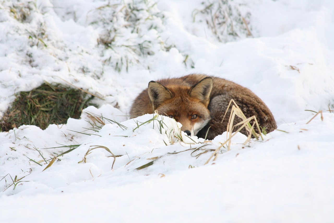 Lapė, Žiema, Sniegas, Fauna, Gamta, Laukinis Gyvūnas, Nemokamos Nuotraukos,  Nemokama Licenzija