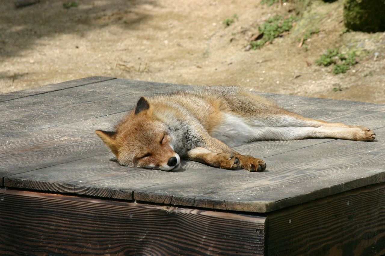 Lapė, Zoologijos Sodas, Gyvūnas, Miegoti, Miega, Nemokamos Nuotraukos,  Nemokama Licenzija