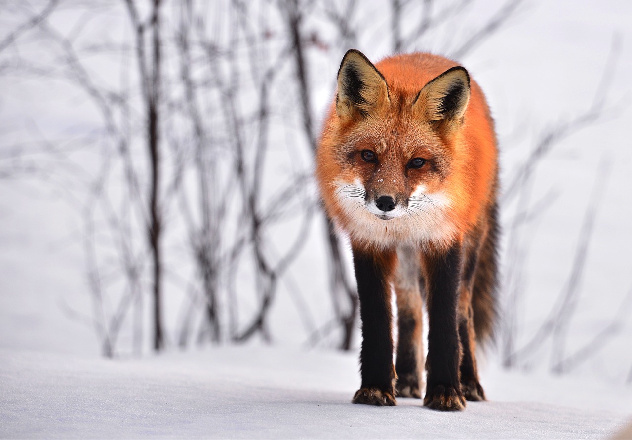 Lapė,  Gyvūnas,  Gamta,  Žiema,  Fauna,  Roux,  Laukinis Gyvūnas,  Québec, Nemokamos Nuotraukos,  Nemokama Licenzija