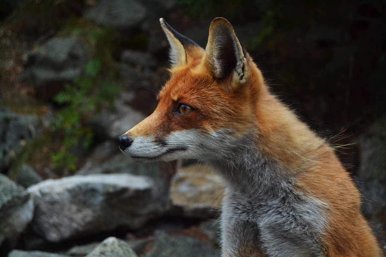 Lapė, Laukinė Gamta, Gyvūnas, Veidas, Žiūri, Gamta, Aplinka, Laukiniai, Žinduolis, Nemokamos Nuotraukos