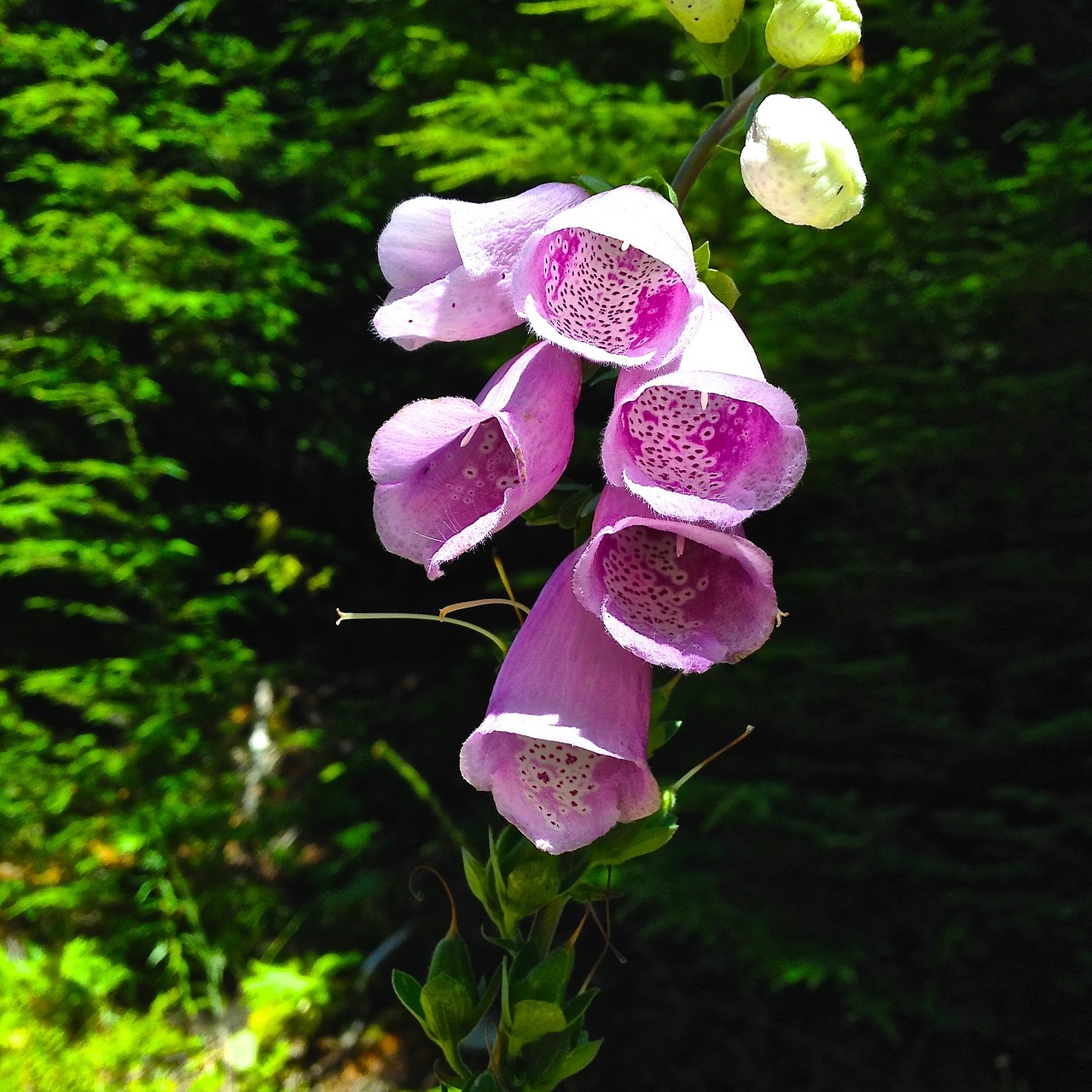 Foxglove, Gėlė, Digitalis, Augalas, Medicinos, Gamta, Žiedas, Rožinis, Žalias, Natūralus