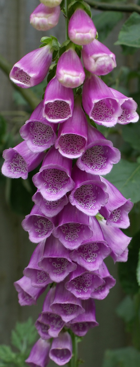 Foxglove, Gėlė, Digitalis, Augalas, Gamta, Žiedas, Flora, Vasara, Nuodingas, Wildflower