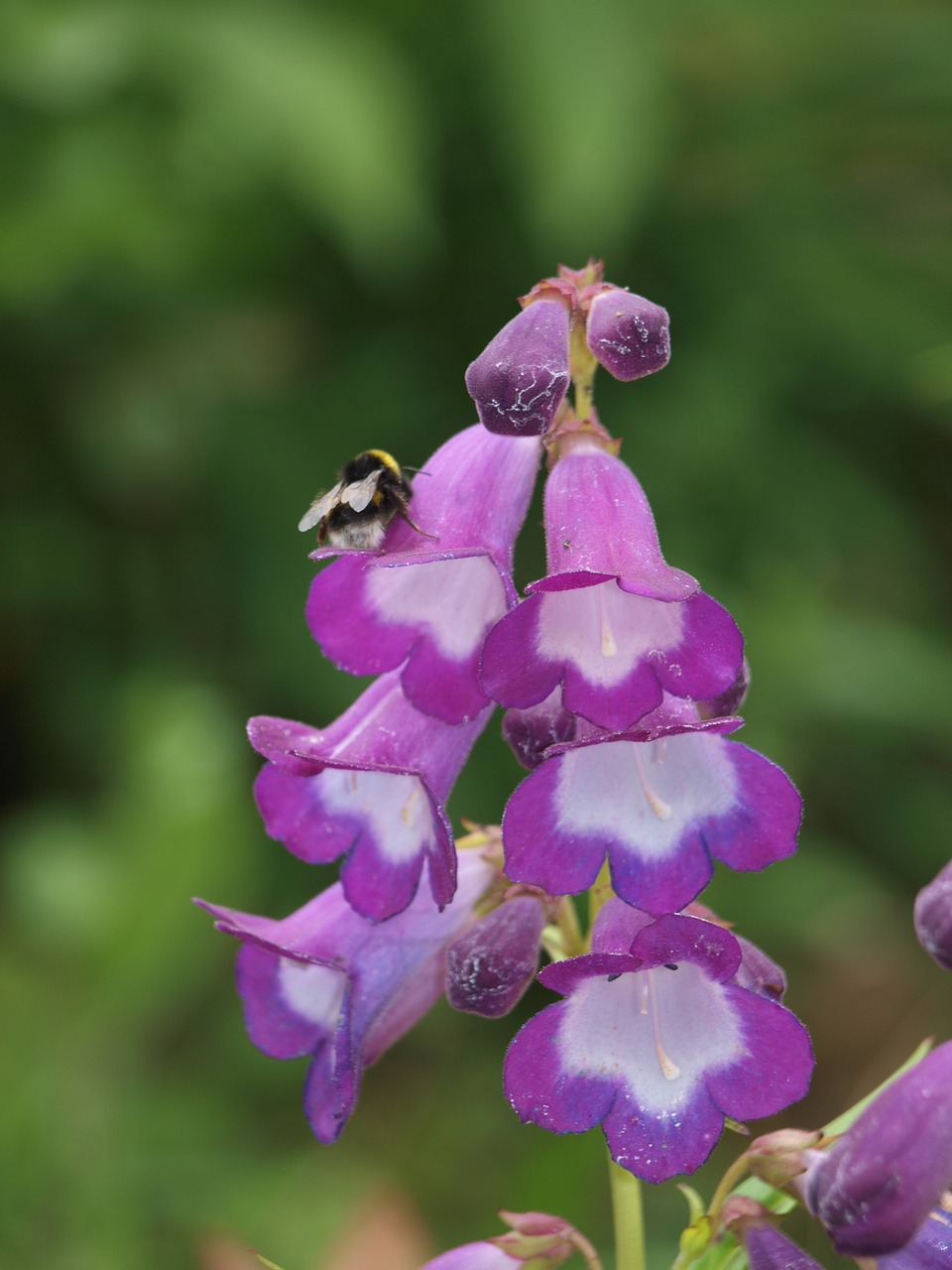 Foxglove, Bičių, Digitalis, Augalas, Violetinė, Vasara, Varpas, Kamanė, Gėlė, Sodas