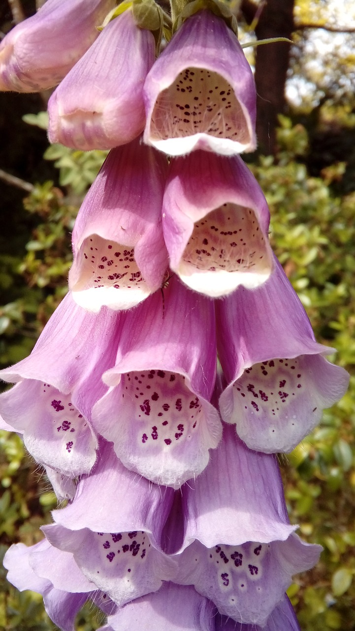 Foxglove, Gėlė, Gamta, Nemokamos Nuotraukos,  Nemokama Licenzija