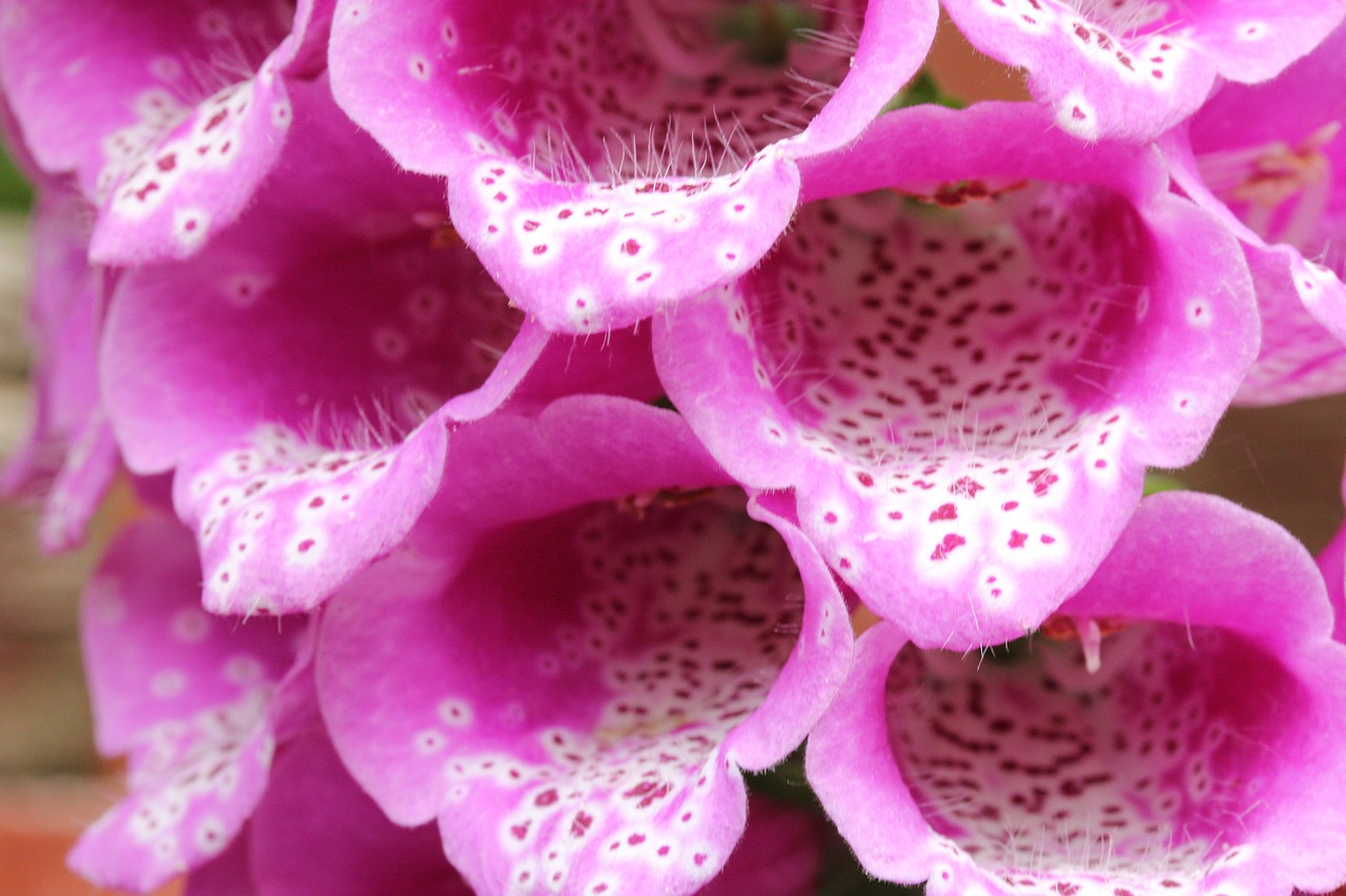 Foxglove, Gėlė, Augalas, Sodas, Gamta, Žydėti, Flora, Botanika, Botanikos, Spalvinga