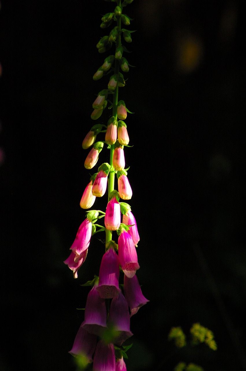 Foxglove, Gėlė, Žalias, Juoda, Violetinė, Nemokamos Nuotraukos,  Nemokama Licenzija