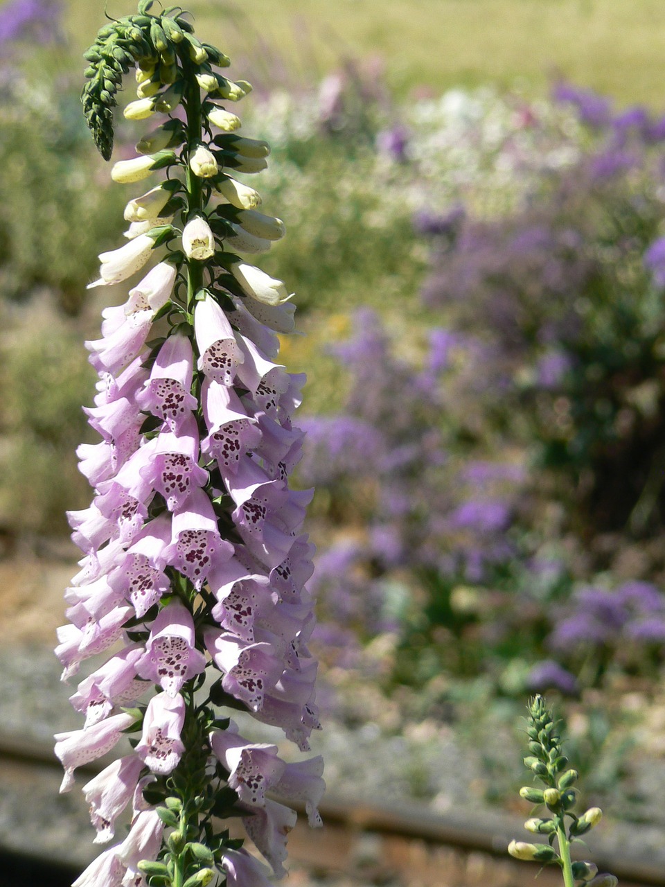 Foxglove, Digitalis, Violetinė, Gėlė, Žydėti, Sodas, Pavasaris, Flora, Parko Sodas, Nemokamos Nuotraukos