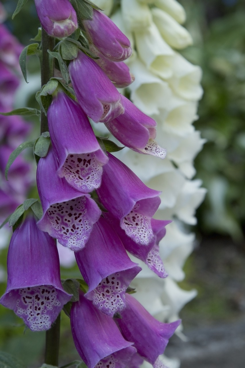 Rusmenė,  Foxgloves,  Gėlė,  Violetinė,  Baltos Spalvos,  Sodas,  Makro,  Iš Arti, Nemokamos Nuotraukos,  Nemokama Licenzija