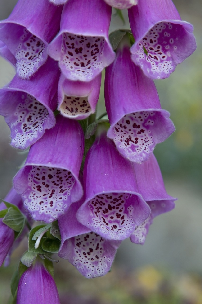 Rusmenė,  Foxgloves,  Gėlė,  Violetinė,  Baltos Spalvos,  Sodas,  Makro,  Iš Arti, Nemokamos Nuotraukos,  Nemokama Licenzija