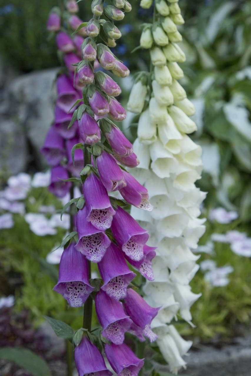 Rusmenė,  Foxgloves,  Gėlė,  Violetinė,  Baltos Spalvos,  Sodas,  Makro,  Iš Arti, Nemokamos Nuotraukos,  Nemokama Licenzija