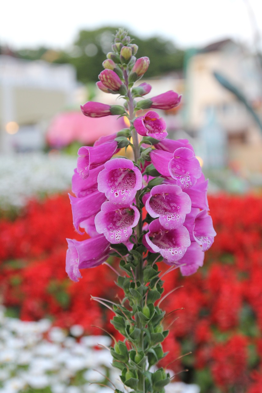 Foxglove, Gėlė, Digitalis, Gamta, Violetinė, Augalas, Vasara, Žydėti, Natūralus, Rožinis