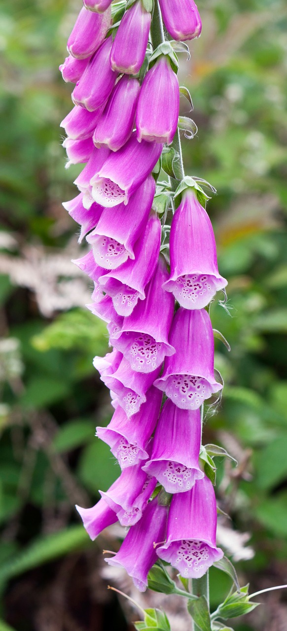 Foxglove, Gėlės, Violetinė, Rožinis, Augalas, Digitalis, Gamta, Žiedas, Žalias, Žydėti