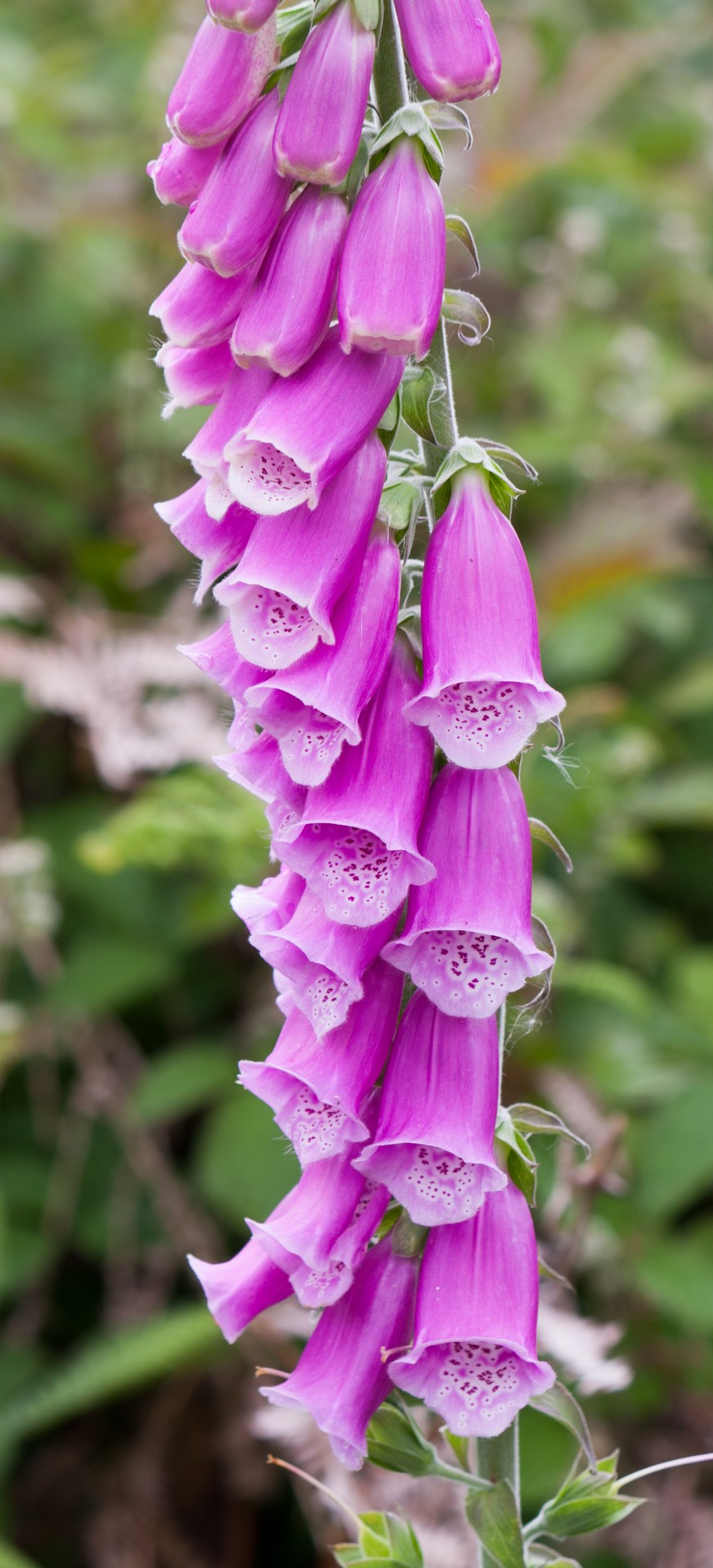 Foxglove,  Foxgloves,  Gėlės,  Gėlė,  Gražus,  Iš Arti,  Detalės,  Rožinis,  Violetinė,  Gėlių