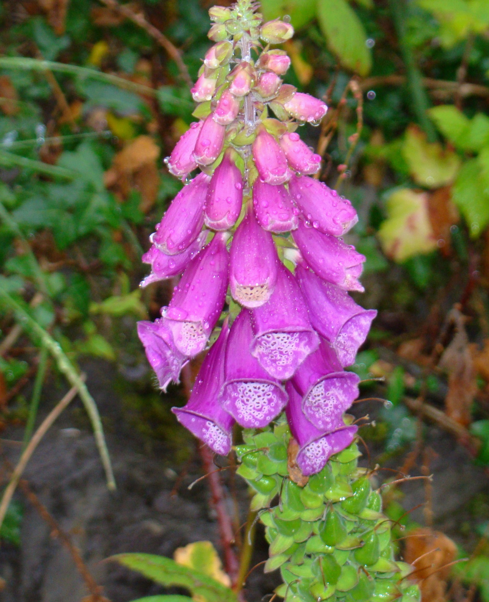 Foxglove,  Gėlė,  Gėlių,  Lietus,  Vasara,  Airija,  Foxglove Lietus, Nemokamos Nuotraukos,  Nemokama Licenzija