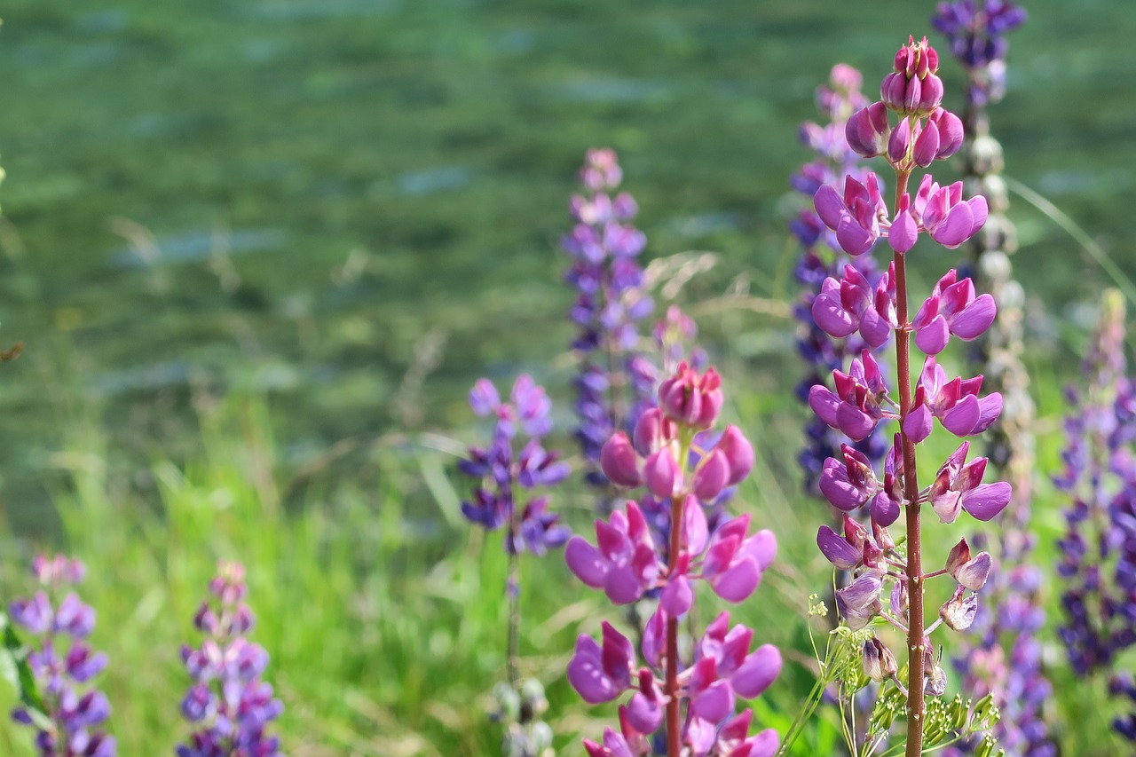 Foxgloves, Gėlė, Pobūdis, Nemokamos Nuotraukos,  Nemokama Licenzija