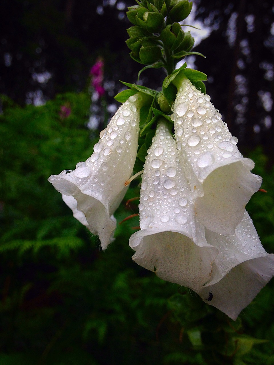 Foxgloves, Rasa, Vanduo, Rytas, O, Žydėti, Gėlė, Gamta, Sodas, Žiedas