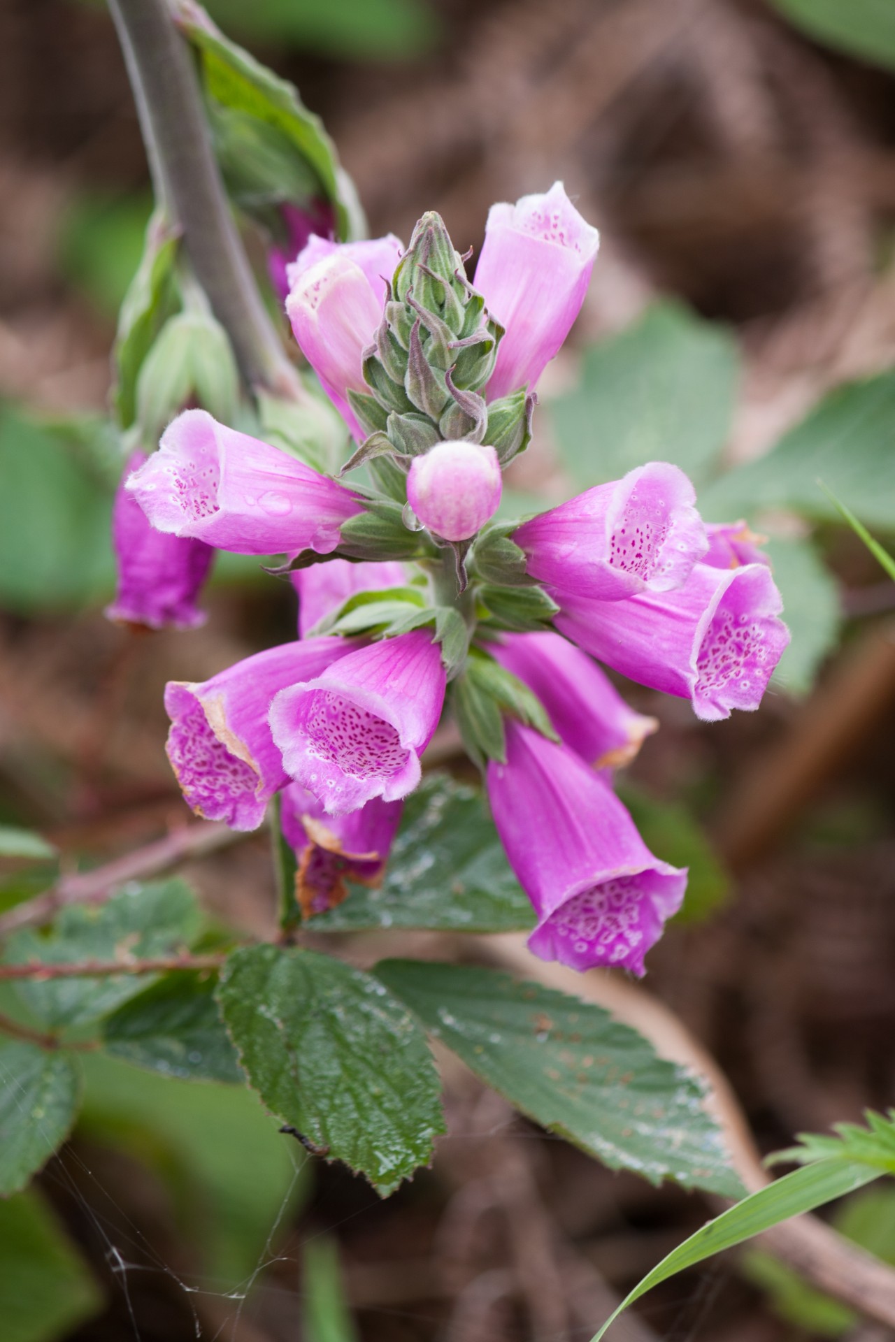 Foxgloves,  Gėlės,  Foxglove,  Gėlė,  Violetinė,  Rožinis,  Iš Arti,  Detalės,  Laukiniai,  Gamta