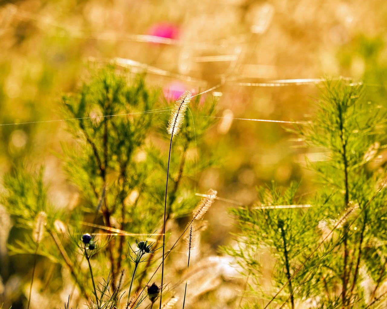 Foxtail, Pieva Lapių Uodega, Augalas, Užsidega, Vakaro Saulė, Aštraus Gėlė, Gėlių Pieva, Gamta, Uždaryti, Atgal Šviesa