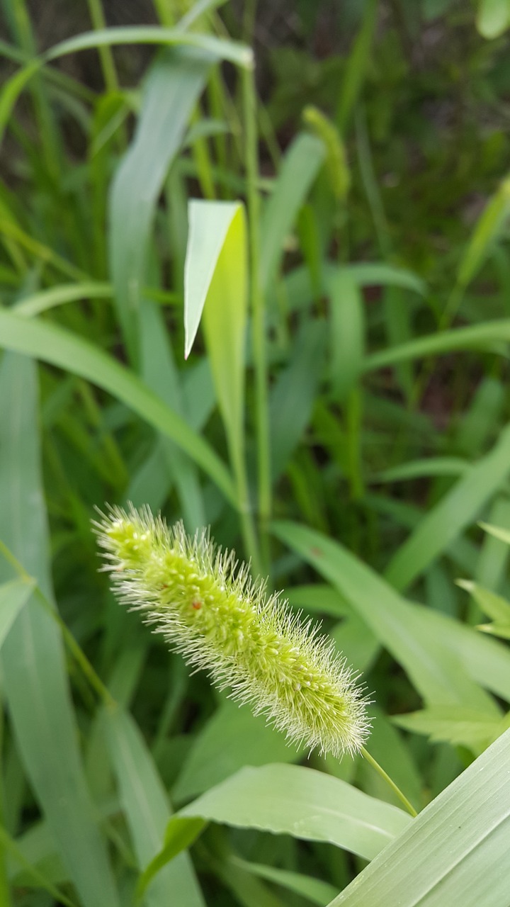 Foxtail, Šuniukas, Žolė, Žolė, Žalias, S, Gamta, Pavasaris, Nemokamos Nuotraukos,  Nemokama Licenzija