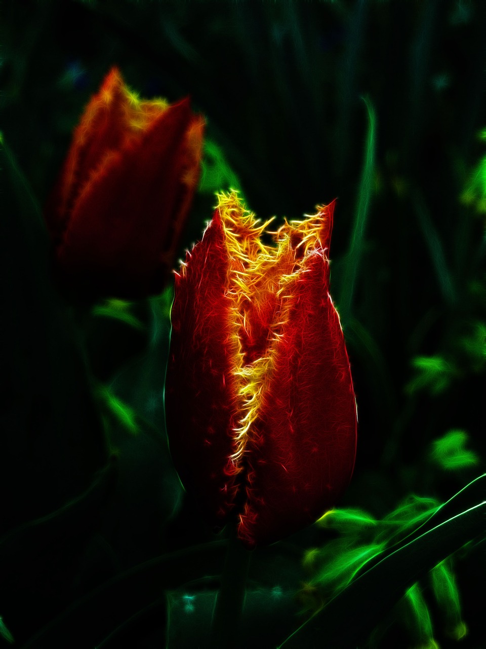 Fractalius,  Tulpė,  Fringed Tulpės,  Crispa Tulpės,  Pobūdį,  Gėlė,  Augalų,  Raudona Gėlė,  Apelsinų Žiedų,  Iš Arti