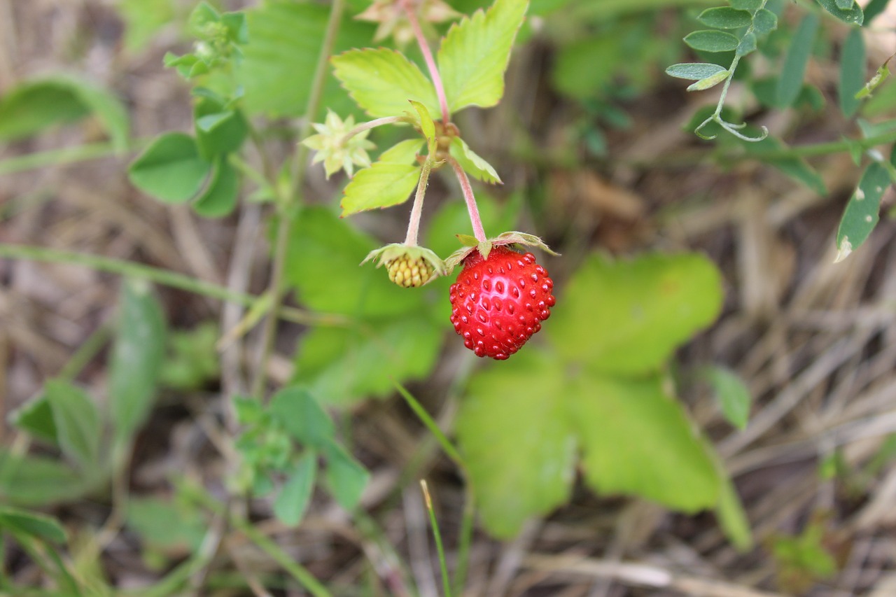 Fragaria Vesca, Vaisiai, Krūmas, Raudona, Gamta, Nemokamos Nuotraukos,  Nemokama Licenzija