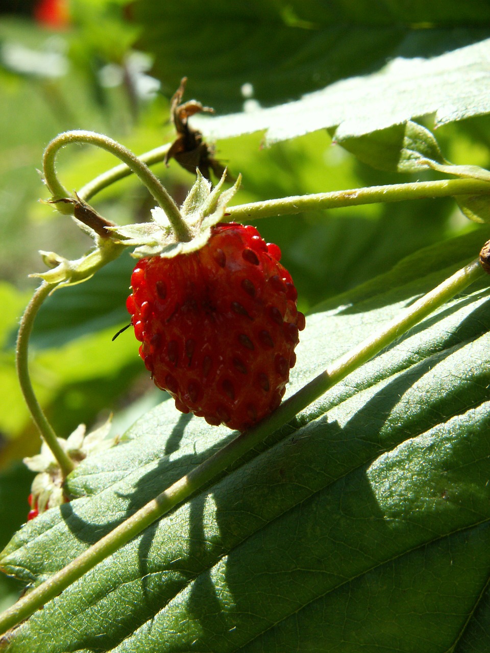 Fragaria Vesca, Sodas, Vasara, Nemokamos Nuotraukos,  Nemokama Licenzija