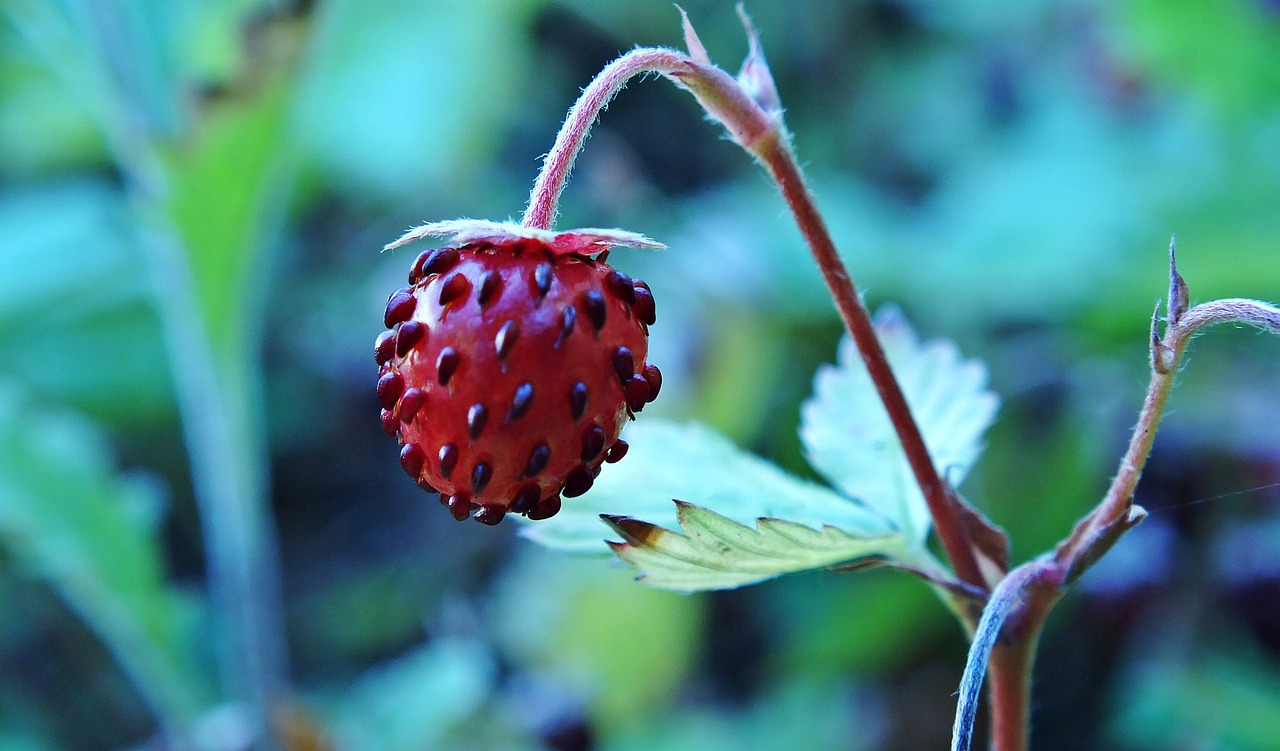 Fragaria Vesca,  Vaisiai,  Krūmas, Nemokamos Nuotraukos,  Nemokama Licenzija