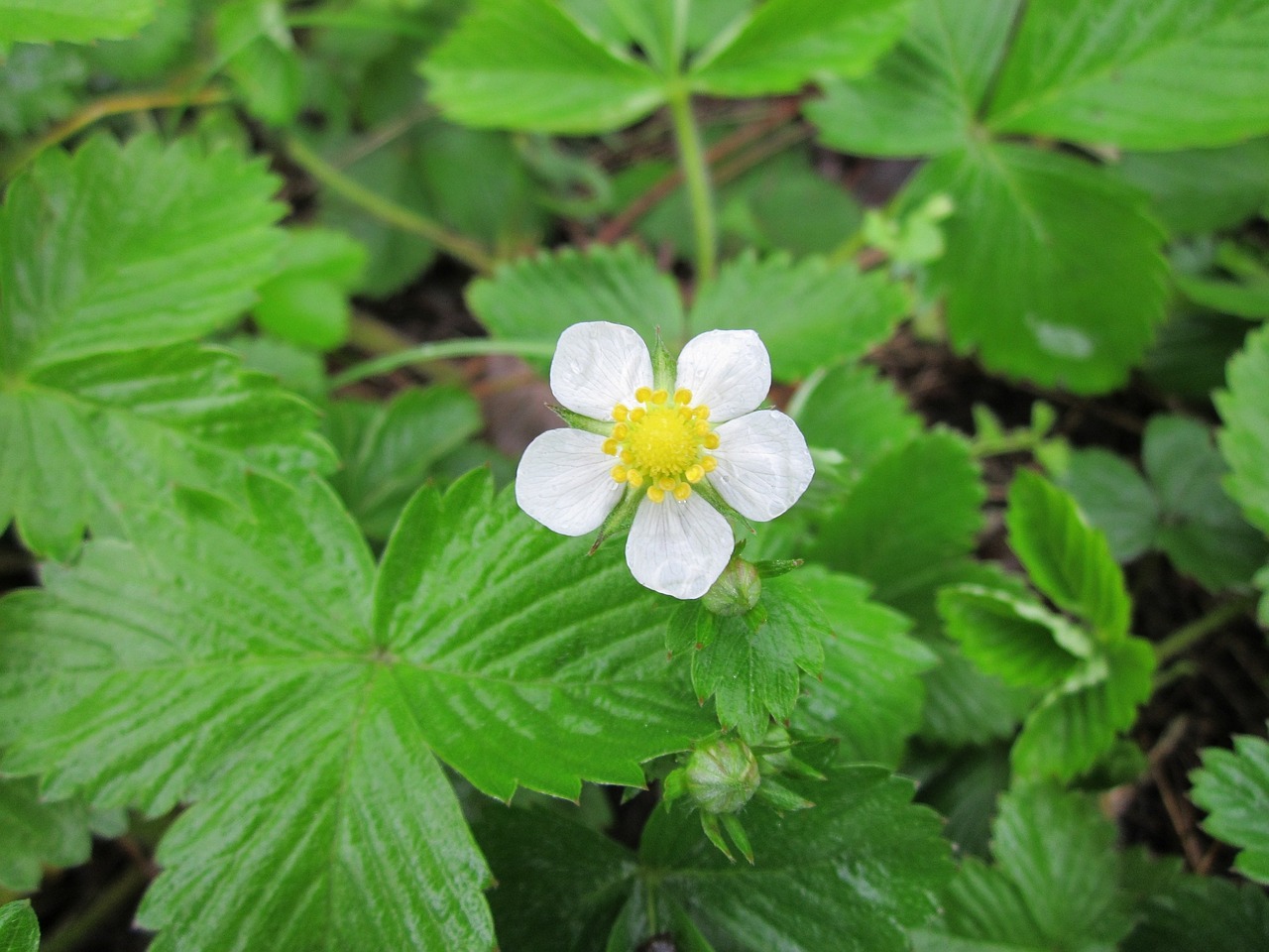 Fragaria Vesca,  Laukinės Braškės,  Miškingų Žemuogių,  Alpių Braškės,  Europos Braškių,  Wildflower,  Augalas,  Valgomieji,  Vaisiai,  Botanika