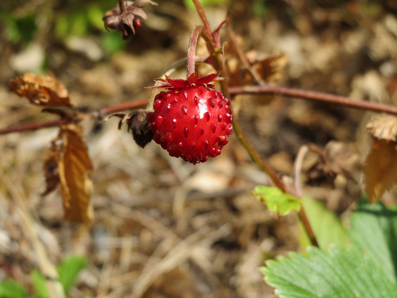 Fragaria Vesca, Laukinės Braškės, Miškingų Žemuogių, Alpių Braškės, Europos Braškių, Uogos, Vaisiai, Prinokę, Laukiniai, Valgomieji