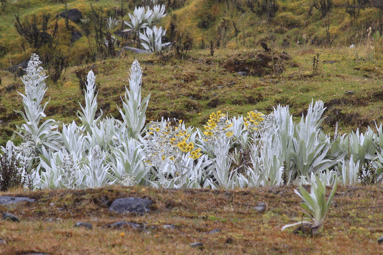 Frailejones, Chingazo Dykuma, Cundinamarca, Kolumbija , Nemokamos Nuotraukos,  Nemokama Licenzija