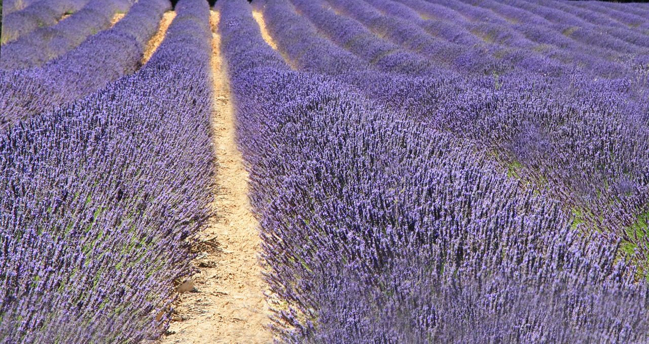 France, Levanda, Vasara, Sodas, Provence, Gamta, Laukas, Nemokamos Nuotraukos,  Nemokama Licenzija