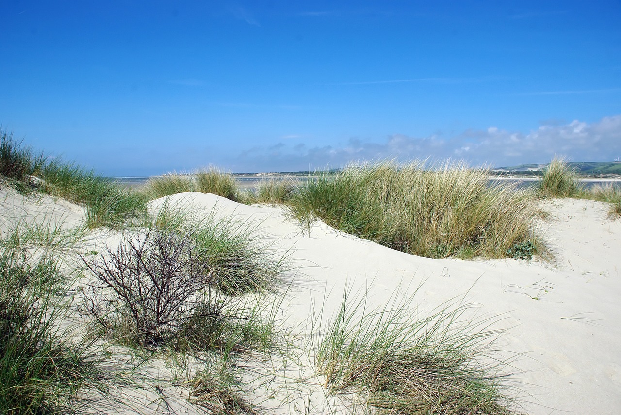 France, Pas De Calais, Touketas, Estuarija, Kopos, Oyats, Forehore, Panorama, Vaikščioti, Papludimys