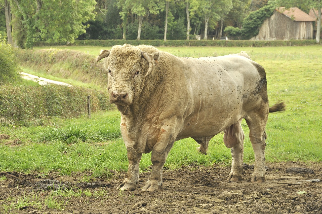 France, Gyvūnas, Žvėrys, Bulius, Balta, Charolais, Pieva, Žolė, Žalias, Gamta