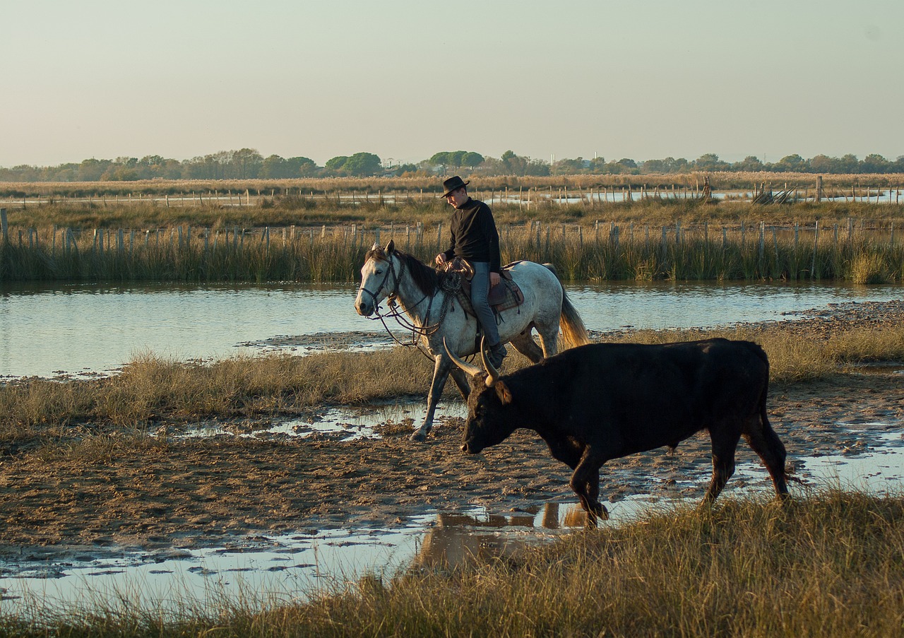 France, Camargue, Bulius, Megztinis, Nemokamos Nuotraukos,  Nemokama Licenzija