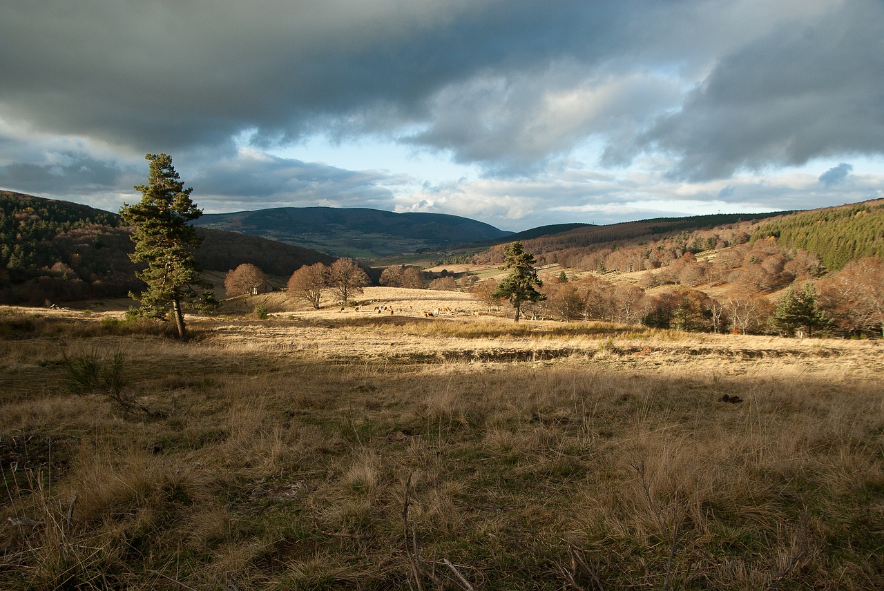 France, Lozère, Ganyklos, Bandas, Nemokamos Nuotraukos,  Nemokama Licenzija