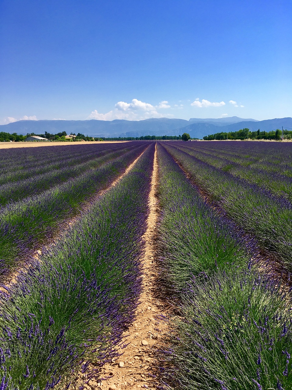 France, Provence, Levanda, Laukas, Nemokamos Nuotraukos,  Nemokama Licenzija