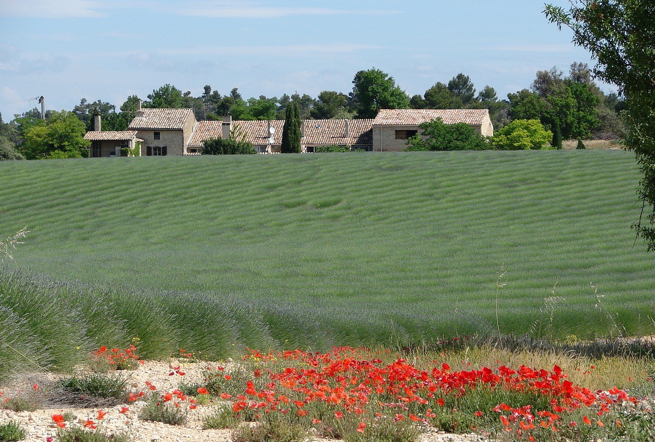 France,  Provence,  Levanda,  Aguonos, Nemokamos Nuotraukos,  Nemokama Licenzija