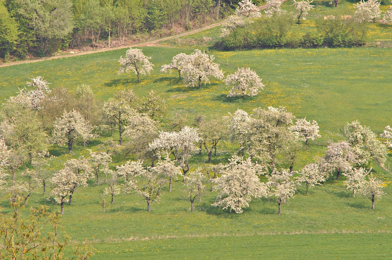 Frankonų Šveicarija,  Vyšnių Žiedas,  Pavasaris,  Kraštovaizdis,  Laukas,  Žolė,  Pobūdį,  Meadow,  Medis,  Žalias