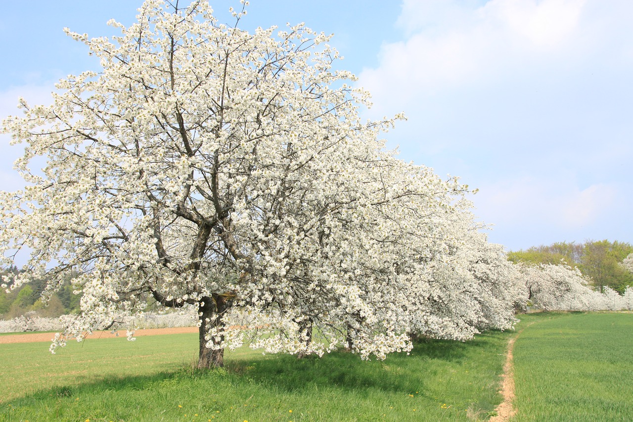 Frankonų Šveicarija,  Pavasaris,  Vyšnių Žiedas,  Kraštovaizdis,  Pobūdį,  Medis,  Vyšnios Medienos,  Gėlė,  Vaismedis, Nemokamos Nuotraukos