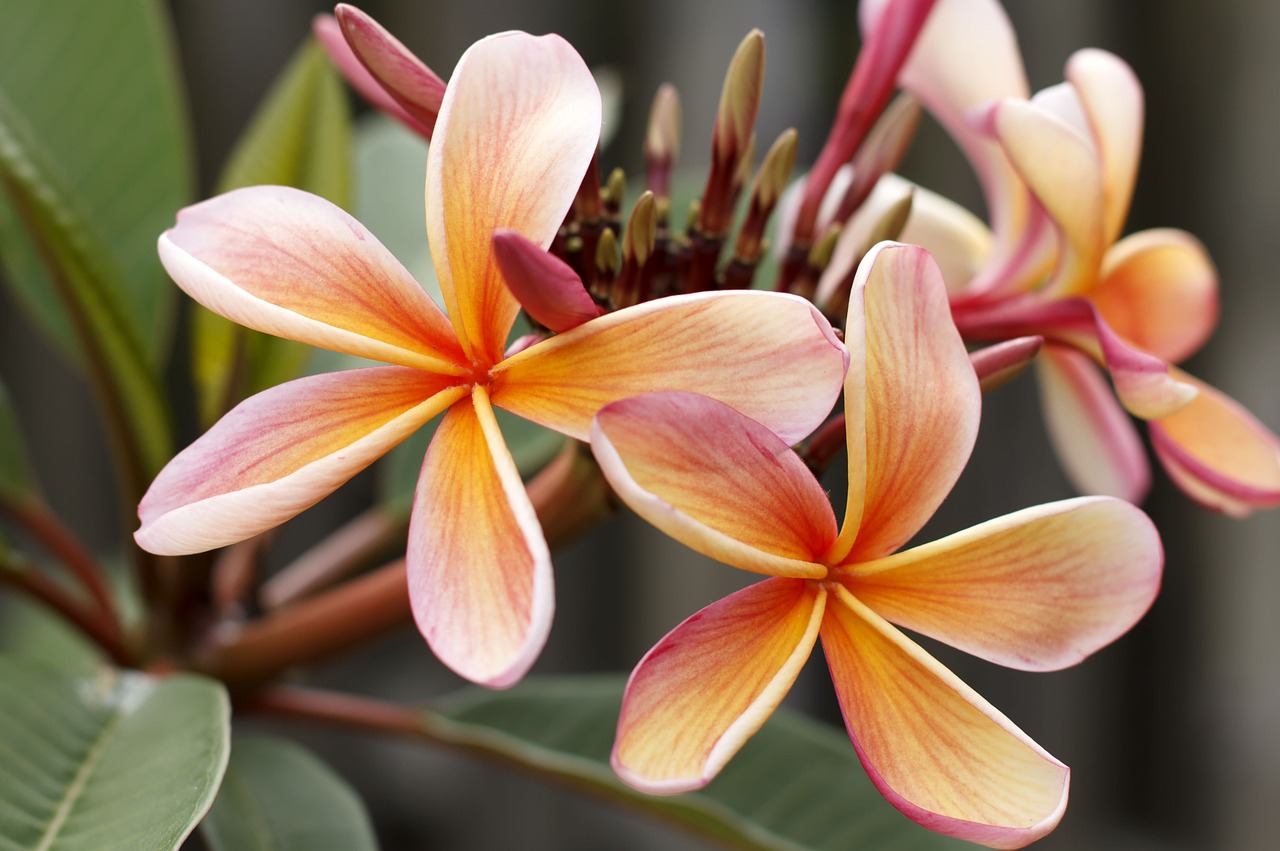 Frangipani, Plumeria, Žiedas, Sala, Žydi, Tropikai, Lapija, Natūralus, Atogrąžų, Gėlių