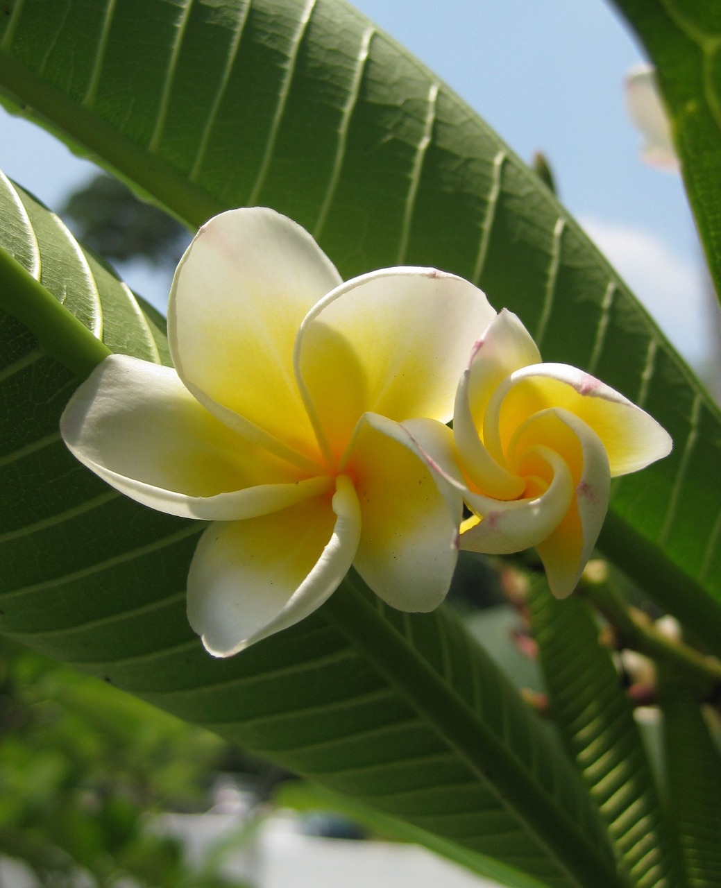 Frangipani, Plumeria, Atogrąžų, Žiedas, Nemokamos Nuotraukos,  Nemokama Licenzija