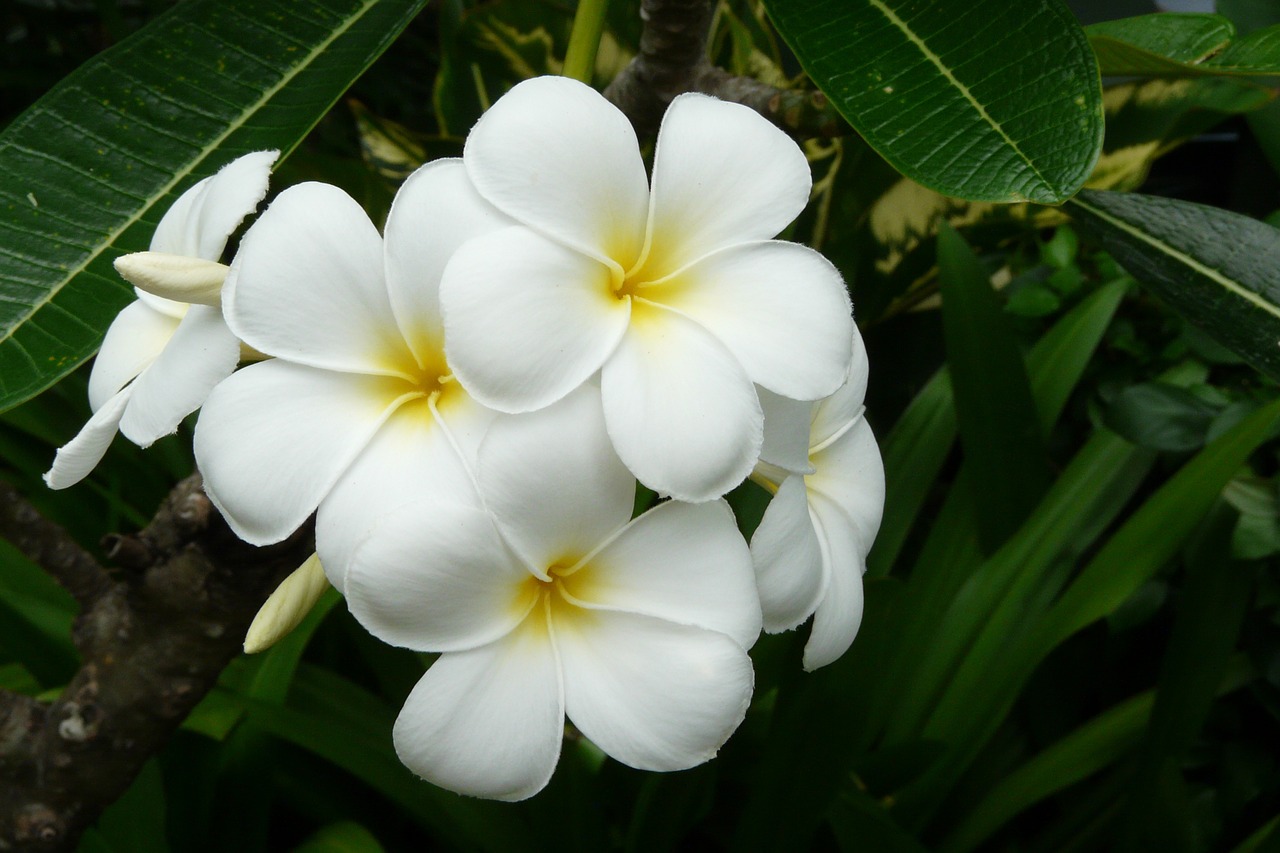 Frangipani, Tailandas, Egzotiška Gėlė, Balta, Asija, Gėlė, Atogrąžų, Graži, Nemokamos Nuotraukos,  Nemokama Licenzija