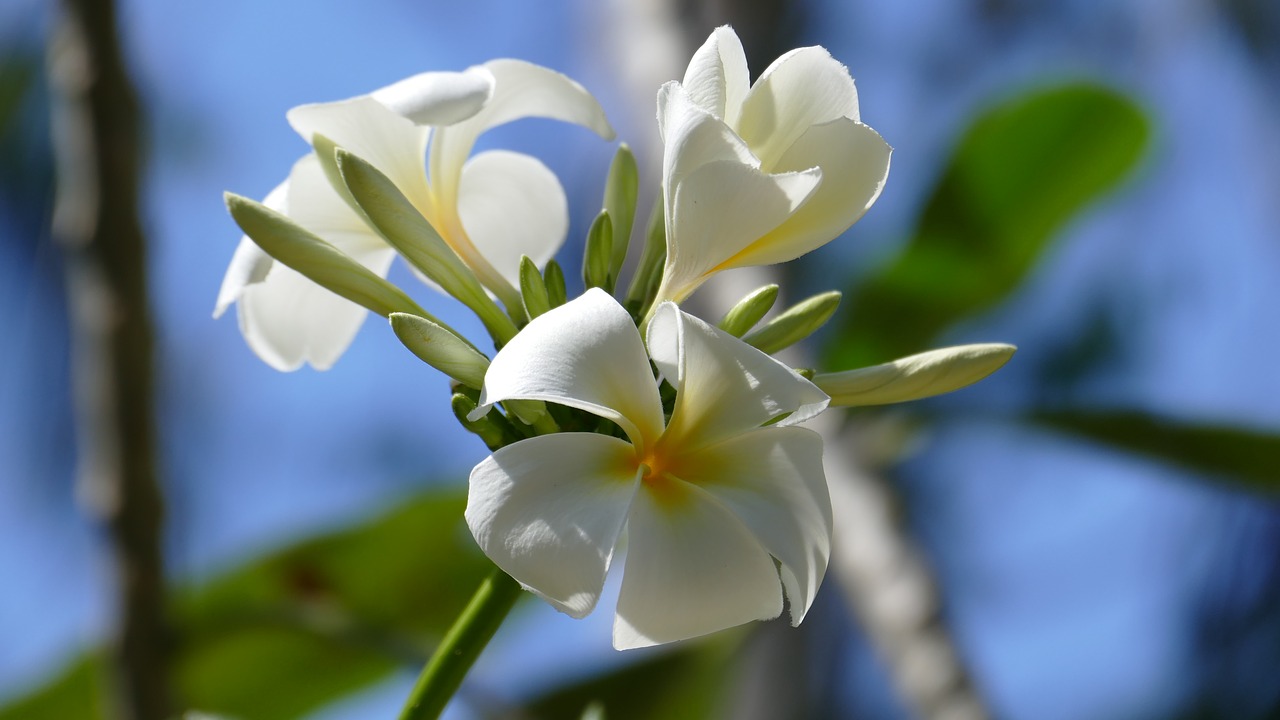 Frangipani, Gėlės, Šventyklos Medis, Egzotiškas, Gėlė, Grožis, Baltas Žiedas, Vasara, Flora, Nemokamos Nuotraukos