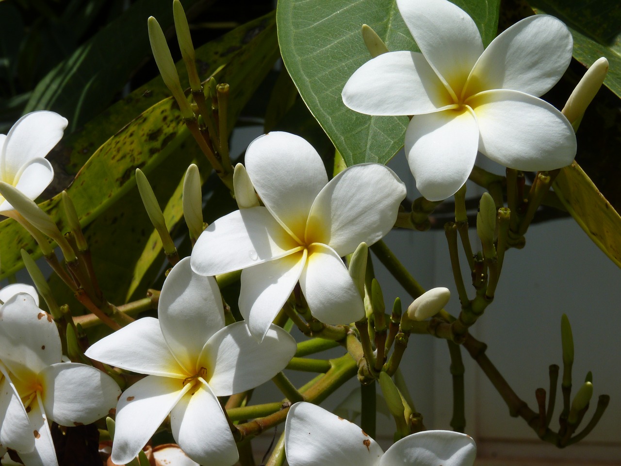 Frangipani, Gali Gėlė, Balta Gėlė, Egzotiškas, Havajų Kalba, Nemokamos Nuotraukos,  Nemokama Licenzija