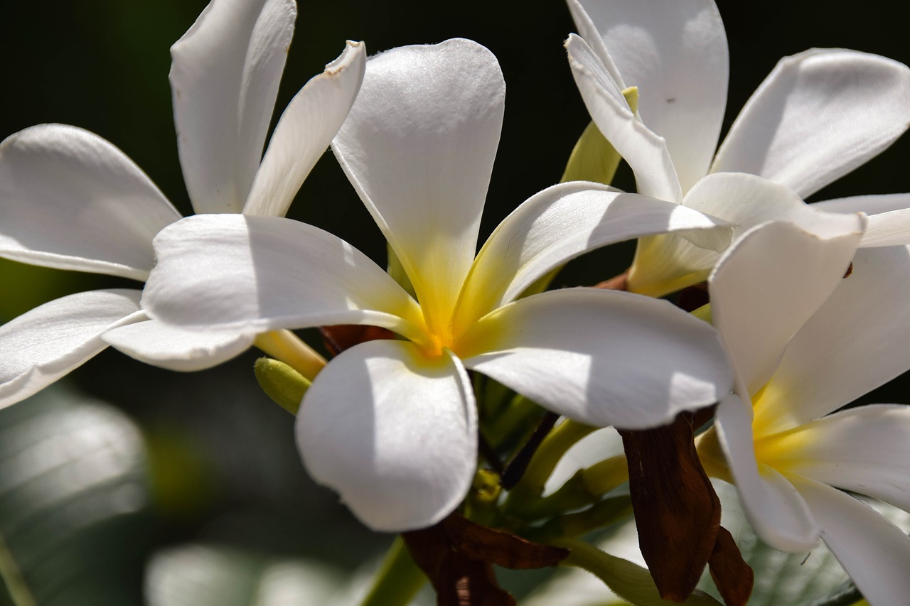 Frangipani, Plumeria, Indonezija, Kelionė, Gili Salos, Gėlė, Žiedas, Žydėti, Balta, Augalas