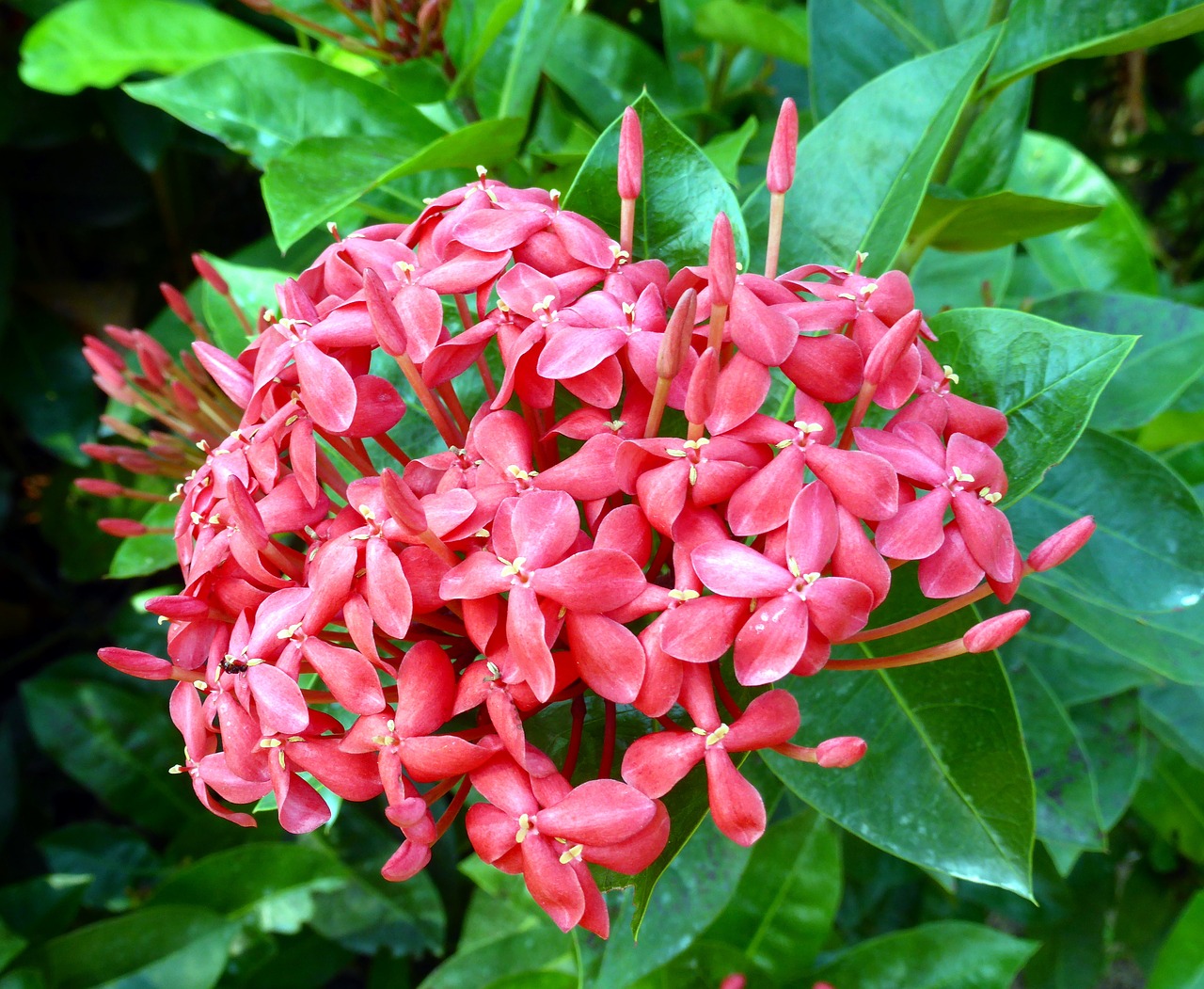 Frangipani, Plumeria Rubra, Šventyklos Augalas, Egzotiškas, Žydėti, Gražus, Plumeria, Uždaryti, Dekoratyvinis Augalas, Žiedas