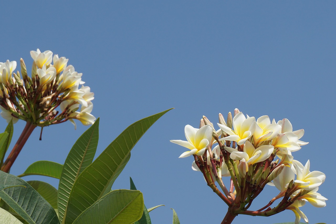 Frangipani, Champa Laosas, Baltos Gėlės, Aromatas, Dangus, Atviras, Frangipani Gėlės, Champa Balta, Champa, Balta