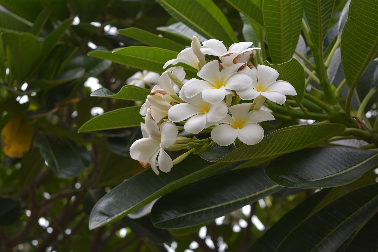 Frangipani, Plumeria Balta, Daugiau Informacijos, Balta, Fragrafti, Baltos Gėlės, Gaivus, Gėlės, Frangipani Gėlės, Gėlė