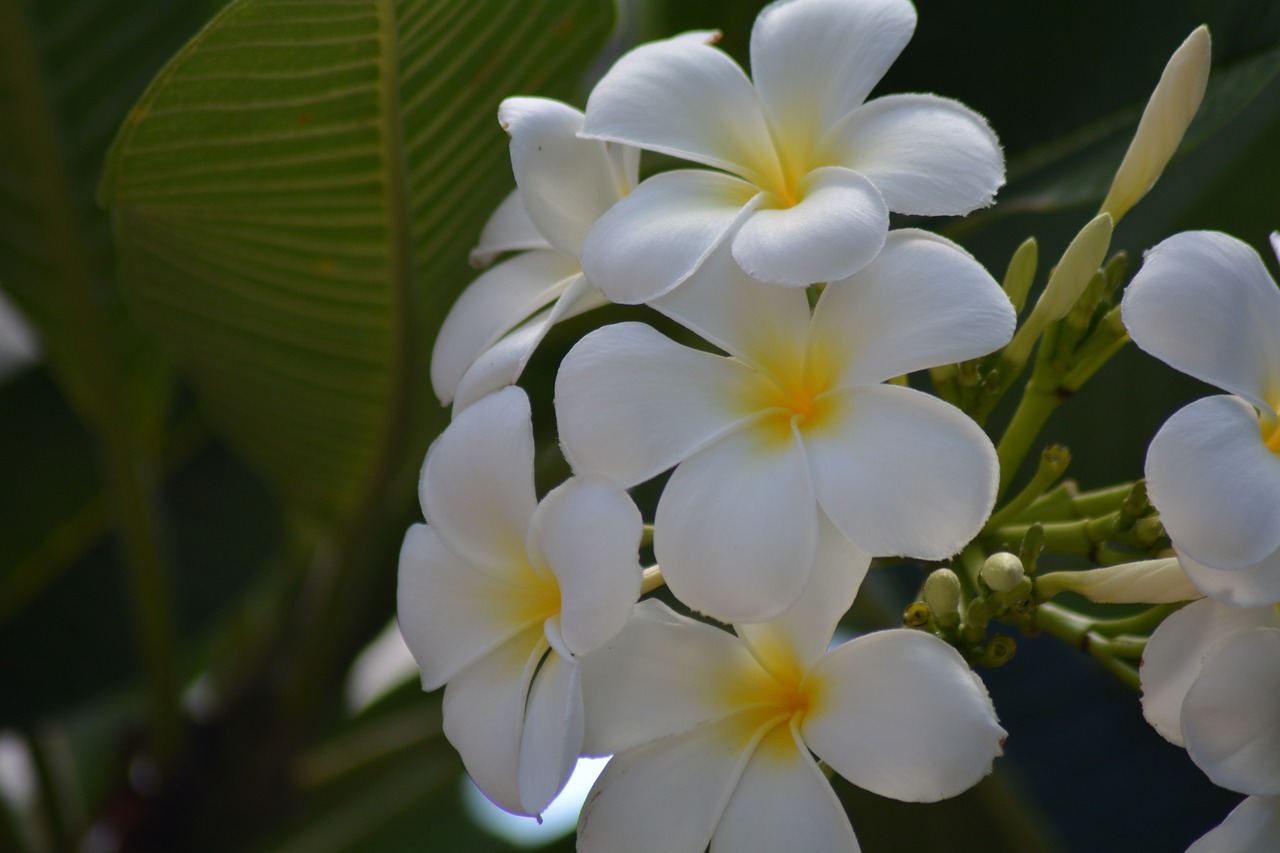 Frangipani, Plumeria Balta, Daugiau Informacijos, Balta, Fragrafti, Baltos Gėlės, Gaivus, Gėlės, Frangipani Gėlės, Gėlė