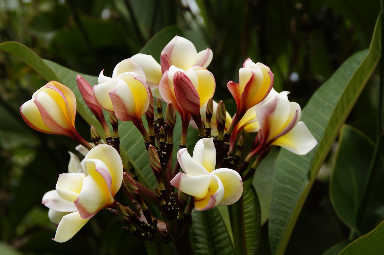 Frangipani, Šventyklos Medis, Plumeria, Gėlė, Balta Geltona, Vasara, Egzotiškas, Medis, Flora, Uždaryti